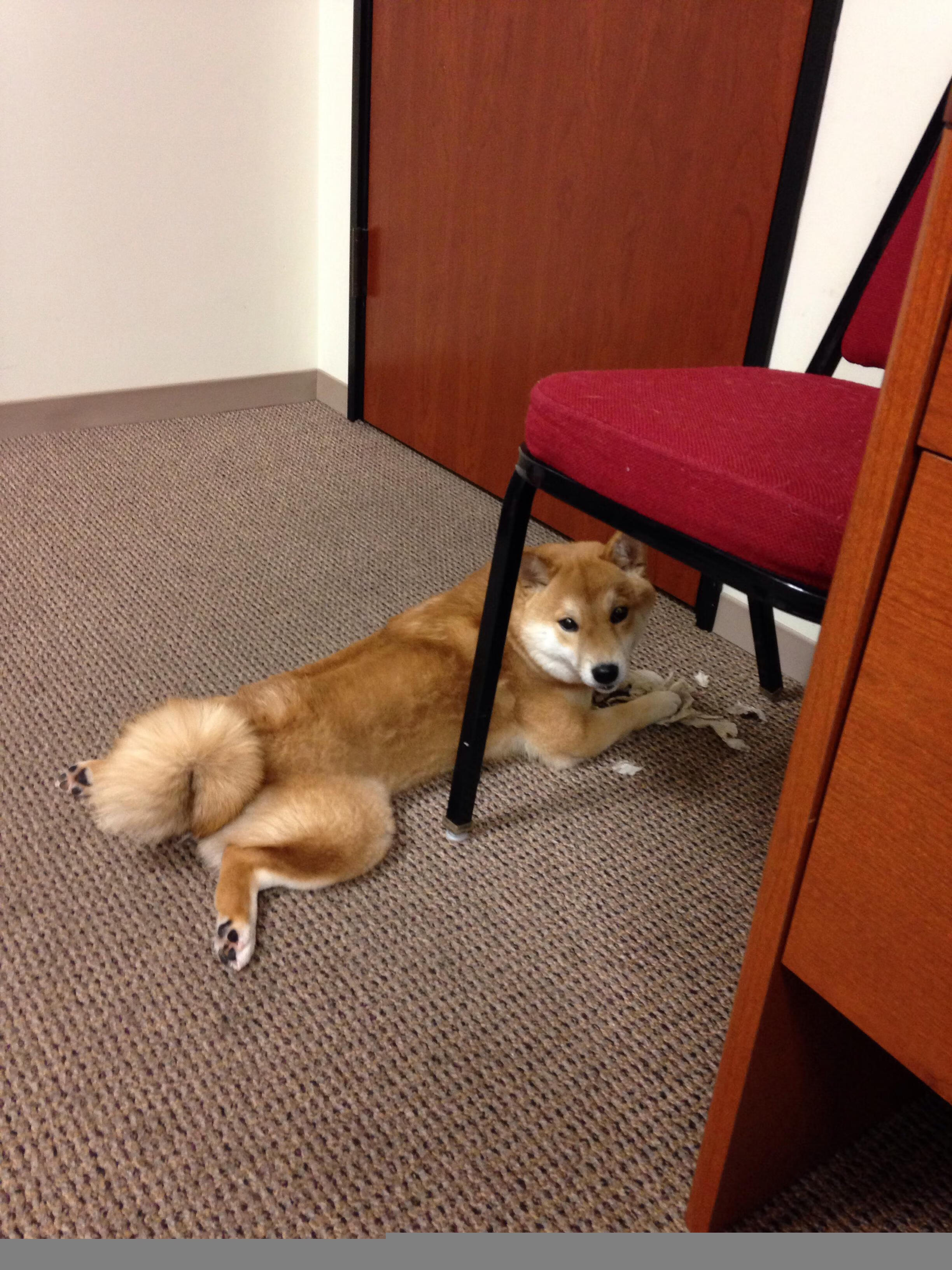 华体会hth-跨洋炮火映天山，范弗利特单骑破阵，76人客场斩落新疆豪取十五连胜  第1张